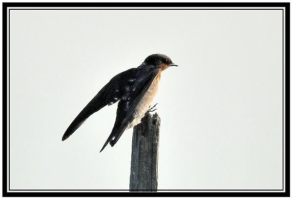 DSC_6703.jpg