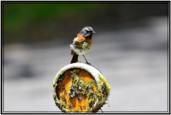 DSC_7870.jpg