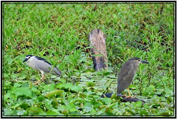 DSC_8822.jpg