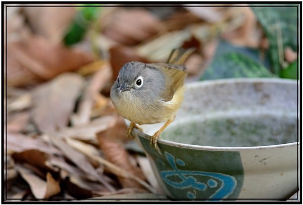 DSC_9312.jpg