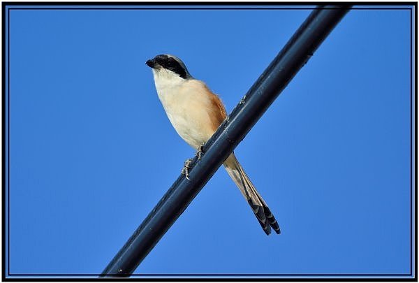 DSC_9828.jpg