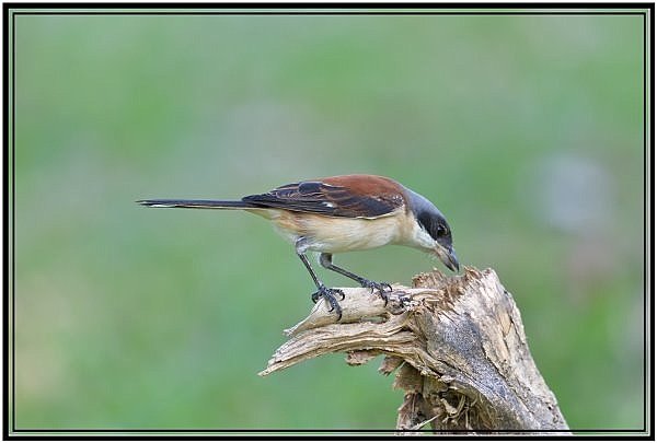 DSC_2899.jpg