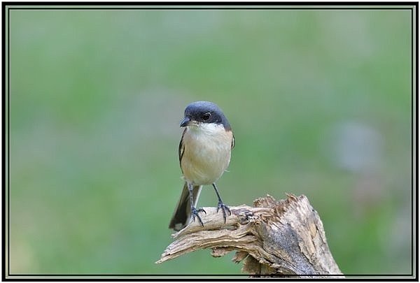 DSC_2929.jpg