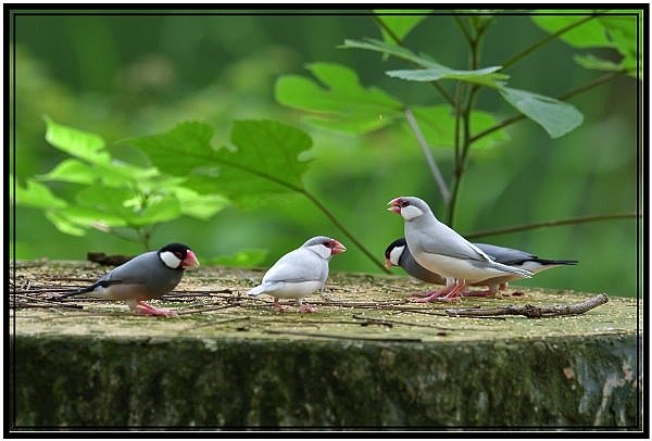 DSC_7061.jpg