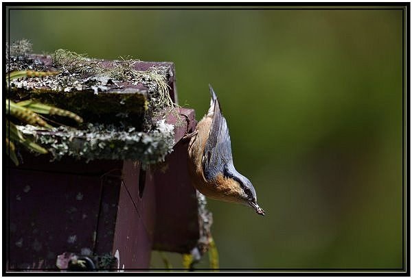 DSC_9106.jpg