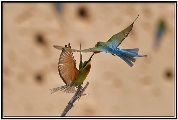 DSC_4003.jpg