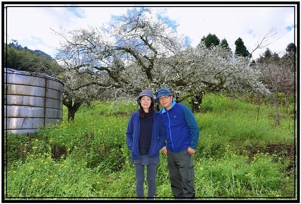 南投信義鄉烏松崙石龜梅園露營賞梅花
