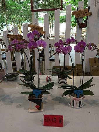 IMG_8894.JPG