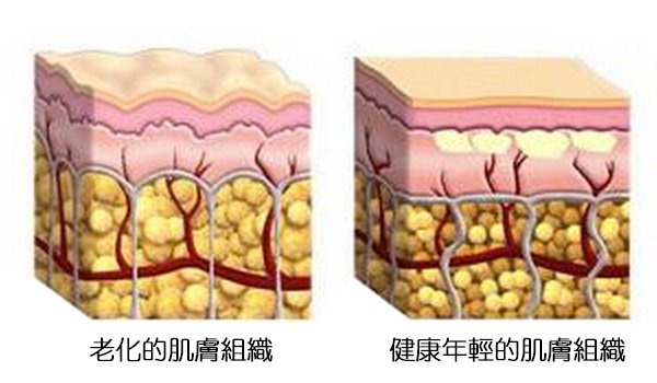膠原蛋白流失老化肌膚