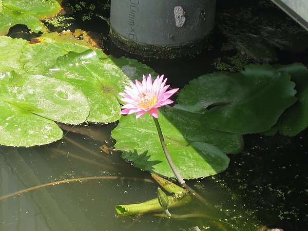 白河蓮花6.JPG