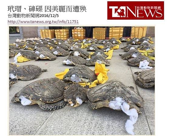 玳瑁_台灣動物新聞網_01.JPG