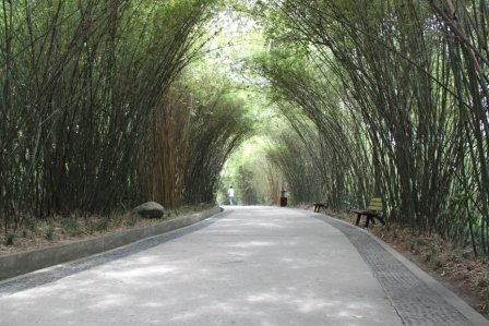 1竹林.JPG