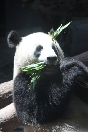 1功夫熊貓.JPG