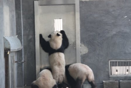 1要吃飯的大熊貓.JPG