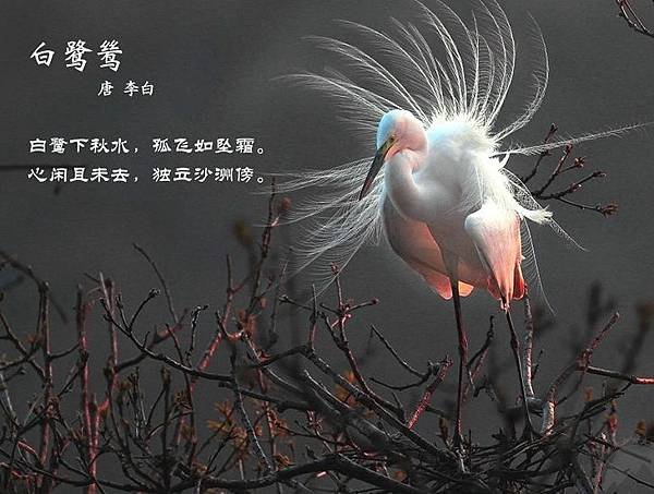 百鳥3=2557763113387184180.jpg