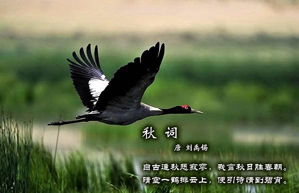 百鳥11=2612650733845746955.jpg