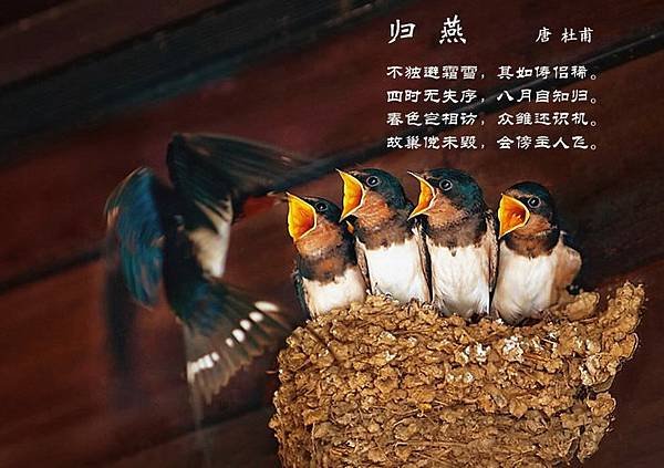 百鳥5=616430199013787177.jpg