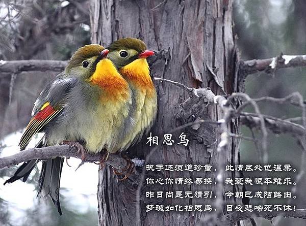 百鳥12=1353331688042285408.jpg