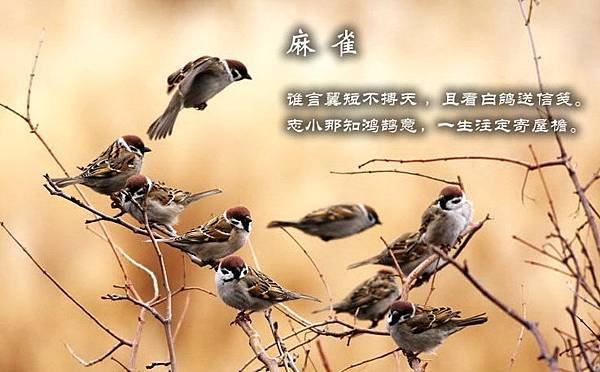 百鳥13=2576340461850091705.jpg