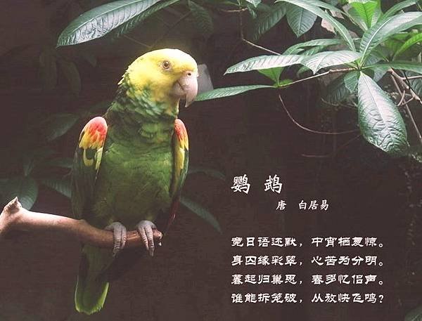 百鳥14=1641843539170287116.jpg