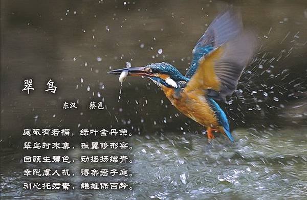 百鳥15=1026539240081218385.jpg