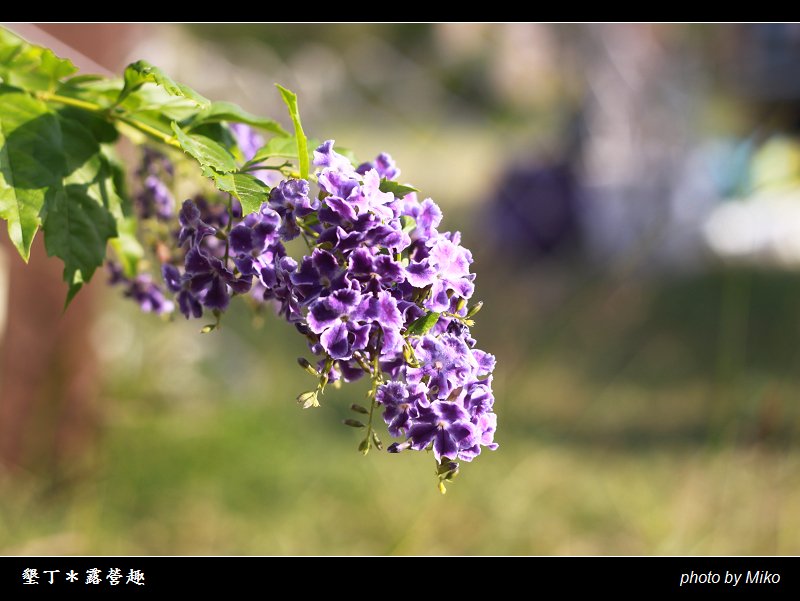 IMG_7758_nEO_IMG.jpg