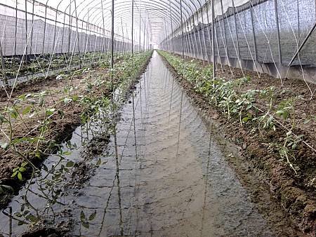 嬌生慣養又怕熱的小蜜,剛重下去需連續3~4天澆水淹水2