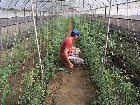 20120923期間因沒使用除草劑得自行拔草4