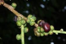 菩提樹.jpg