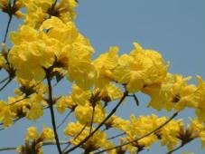黃花風鈴木.jpg