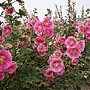 DSC00134.JPG