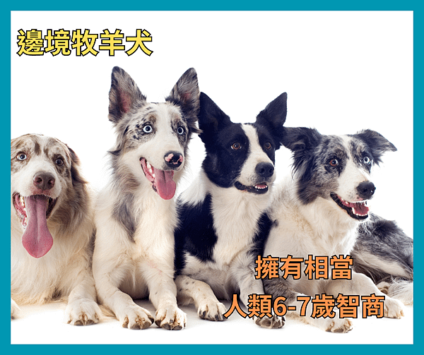 邊境牧羊犬1.png