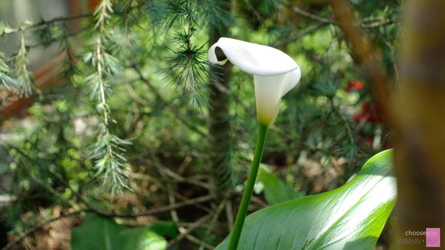 2011-04-20-花博-126.jpg