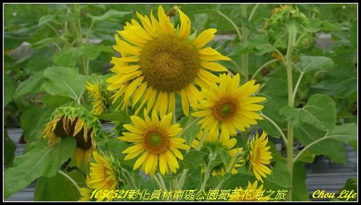 21員林南區公園蜀葵花海.JPG