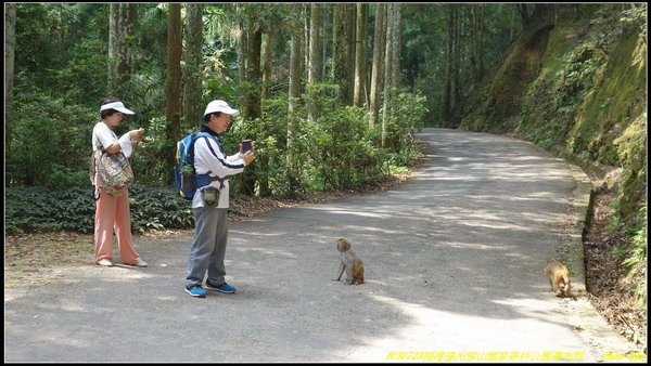 11旗山森林公園瀑布群.JPG