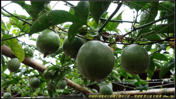 35南靖土樓 懷遠樓 雲水謠 和貴.JPG