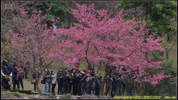 09福州森林公園櫻花園.JPG