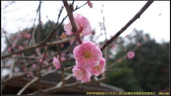 28福州鼓山梅里梅園.JPG