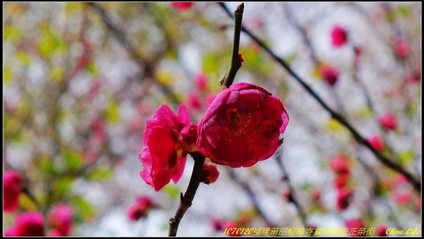 15莆田梅峰寺賞梅.JPG