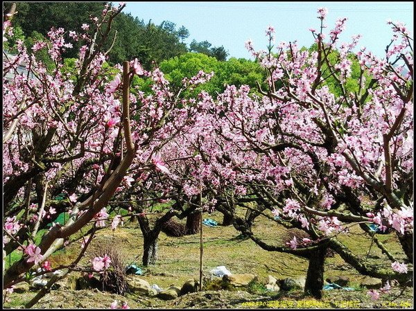 21福安穆陽 十里桃花.jpg