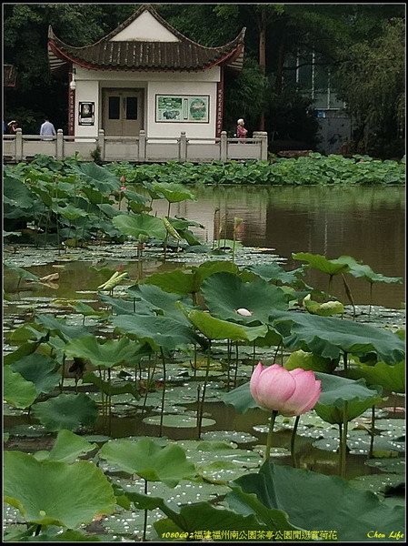 23福州 茶亭公園賞荷.jpg