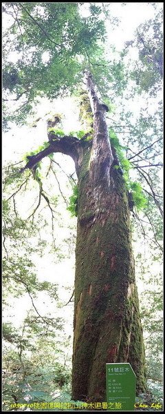 36拉拉山神木群避暑.jpg