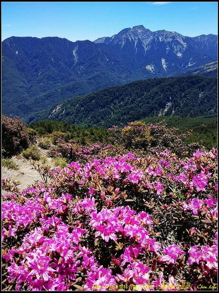 B11合歡山北峰 紅毛杜鵑.jpg