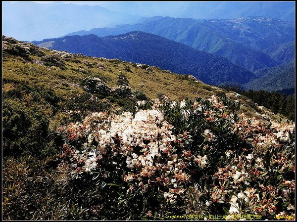 B40合歡山北峰 紅毛杜鵑.jpg