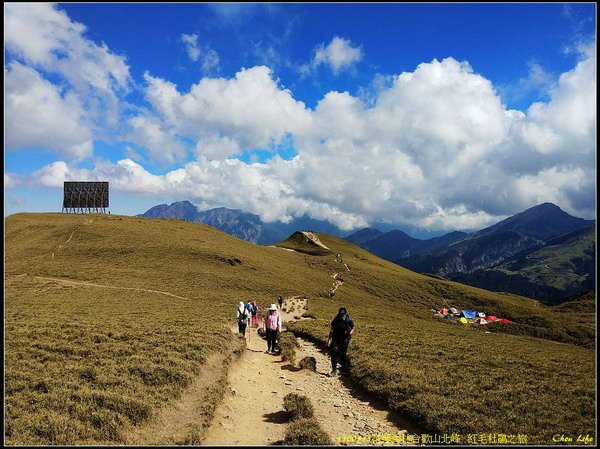 B47合歡山北峰 紅毛杜鵑.jpg