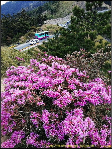 B54合歡山北峰 紅毛杜鵑.jpg