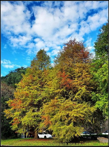 B36百吉林蔭步道.jpg