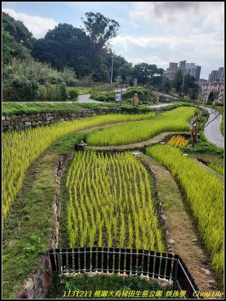 B01大有梯田生態公園 .jpg