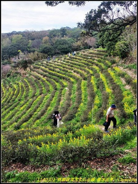 B37龍潭大北冰花季.jpg