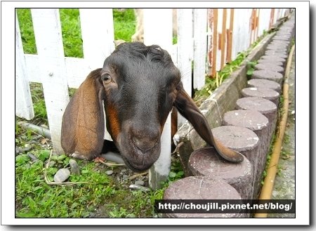 羊咩咩這是你歡迎客人的方式嗎？